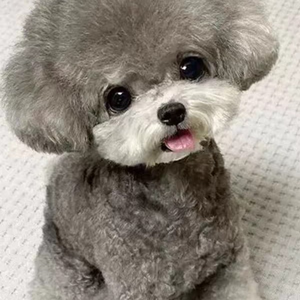 比熊博美柴犬活体狗狗饲养指南