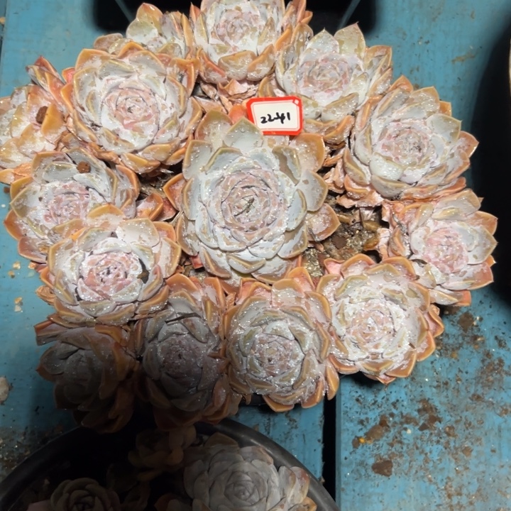 五****精品多肉植物老桩