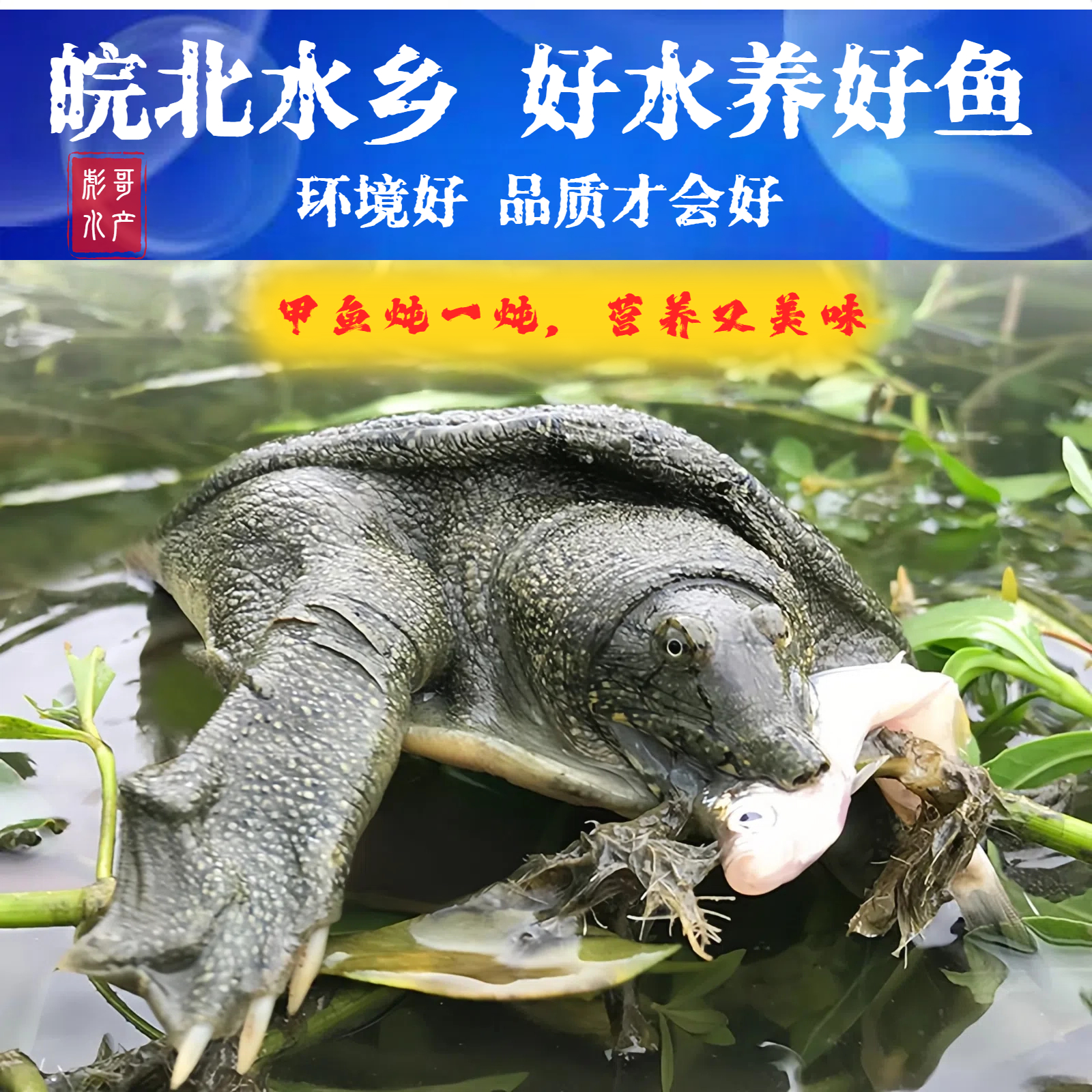 【直播现挑】2只总重4斤以上青黄背鲜活食用顺丰京东包活王八水鱼