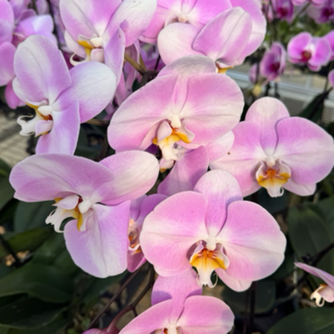 蝴蝶兰芳美明星大花蝴蝶兰 带花剑发货 基地直发