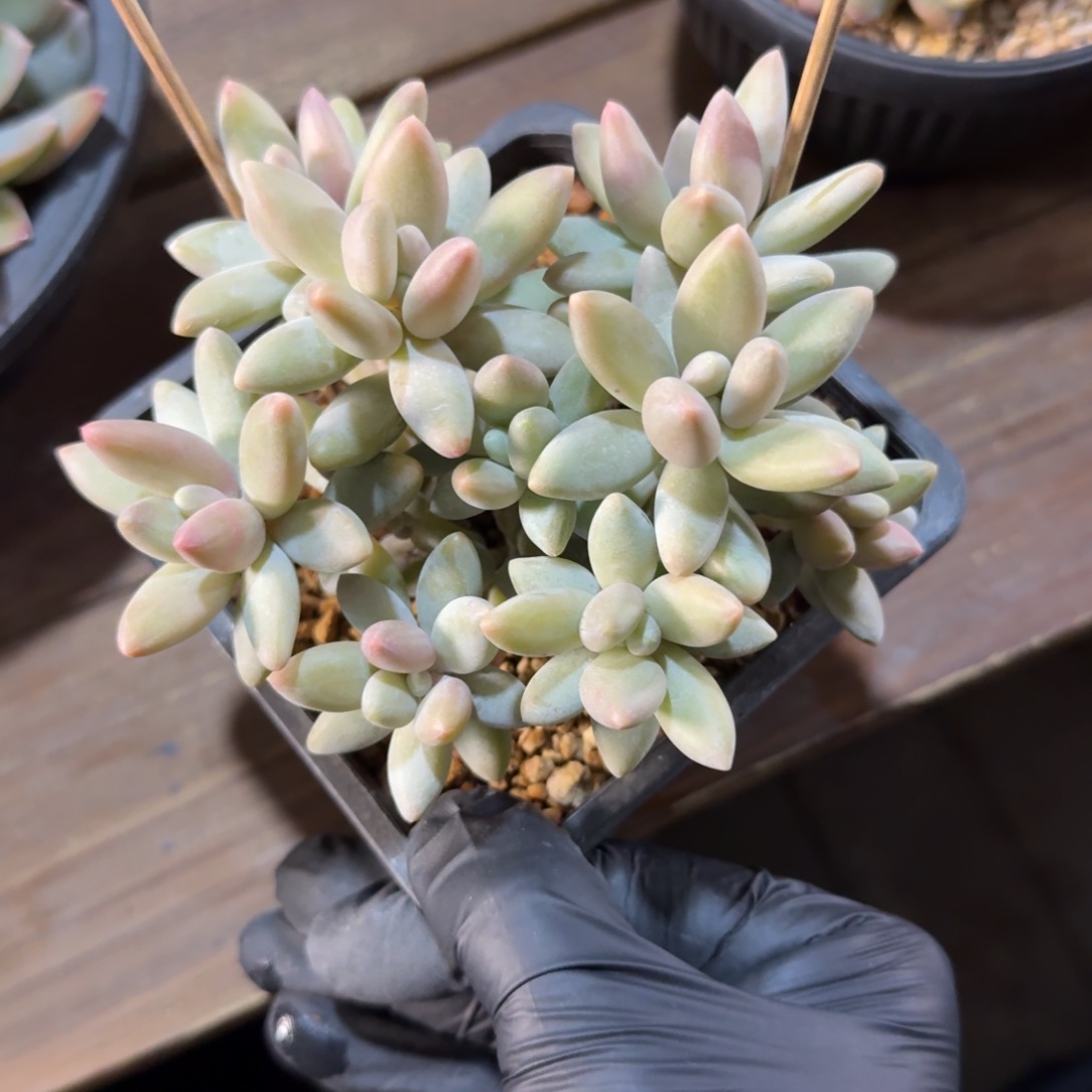 白兰地11111111111111111