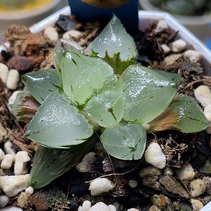 643冰玉鸾特选福利