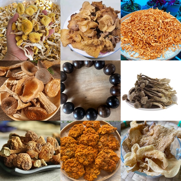 【小楠收山货】89号菇27g起