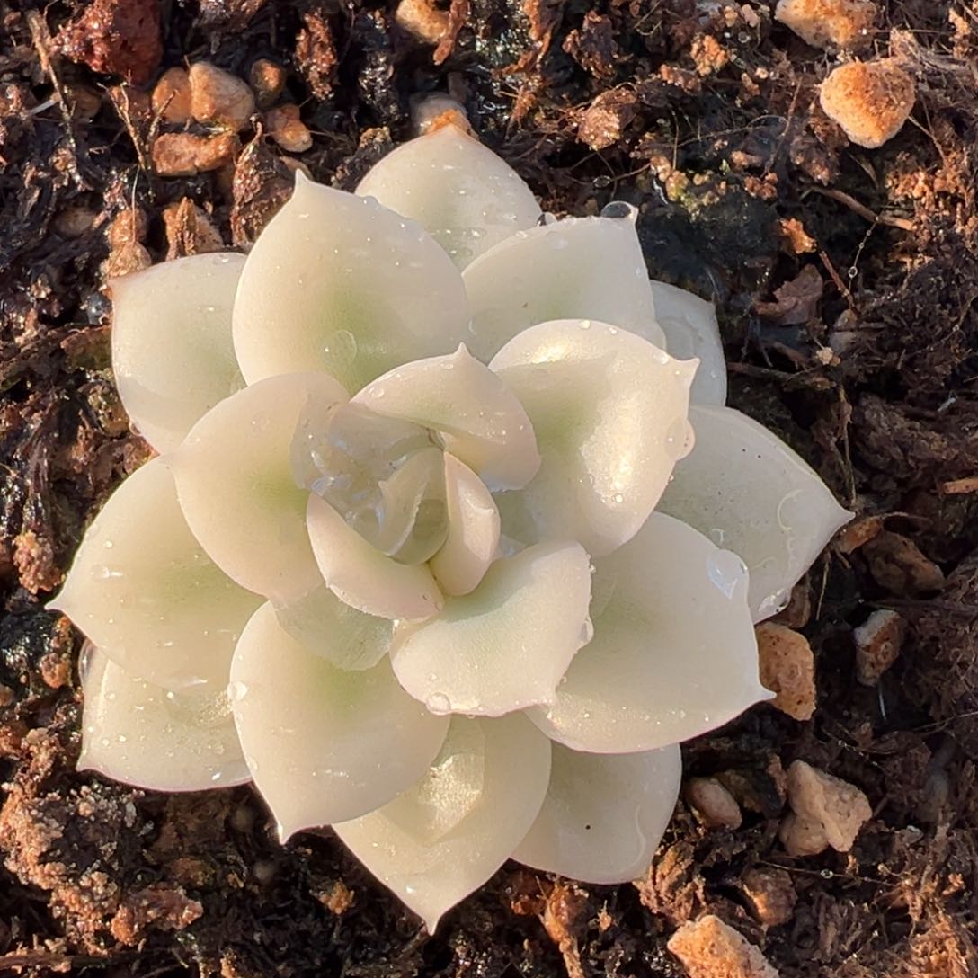 月亮仙子锦，宽覆轮锦