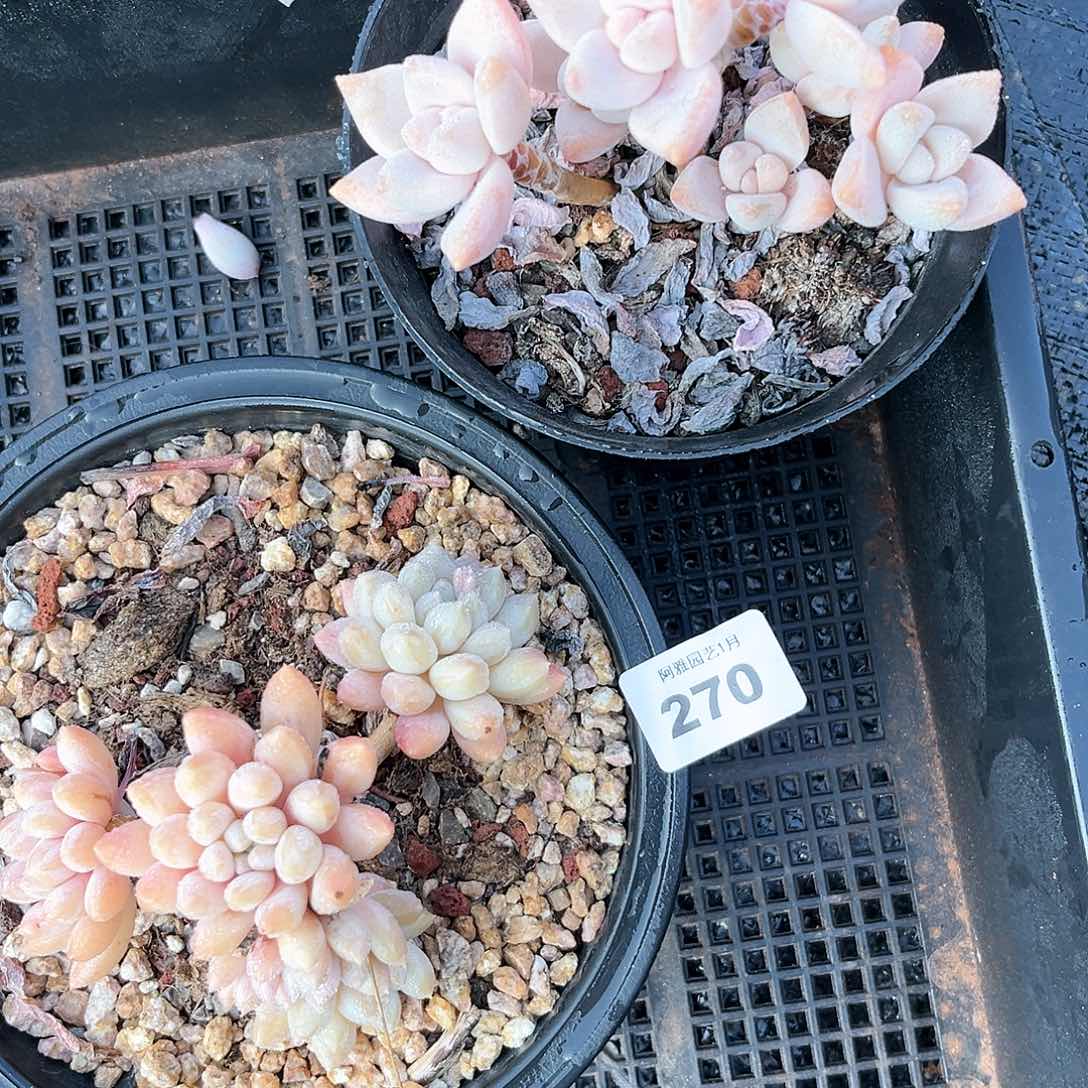 阿雅园艺。      270