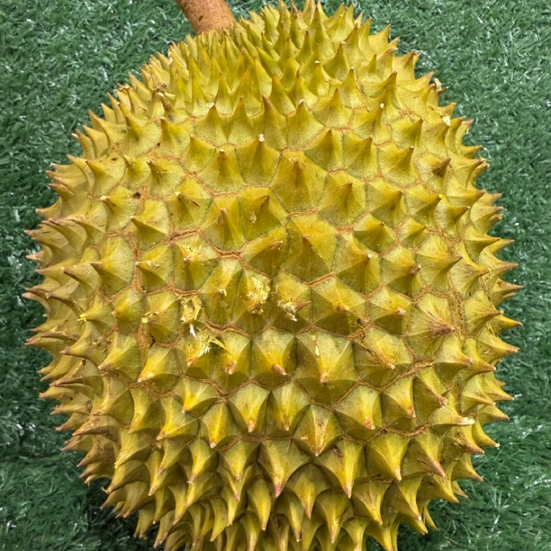 越南金枕一斤肉肉新鲜核小香甜软糯金枕越南