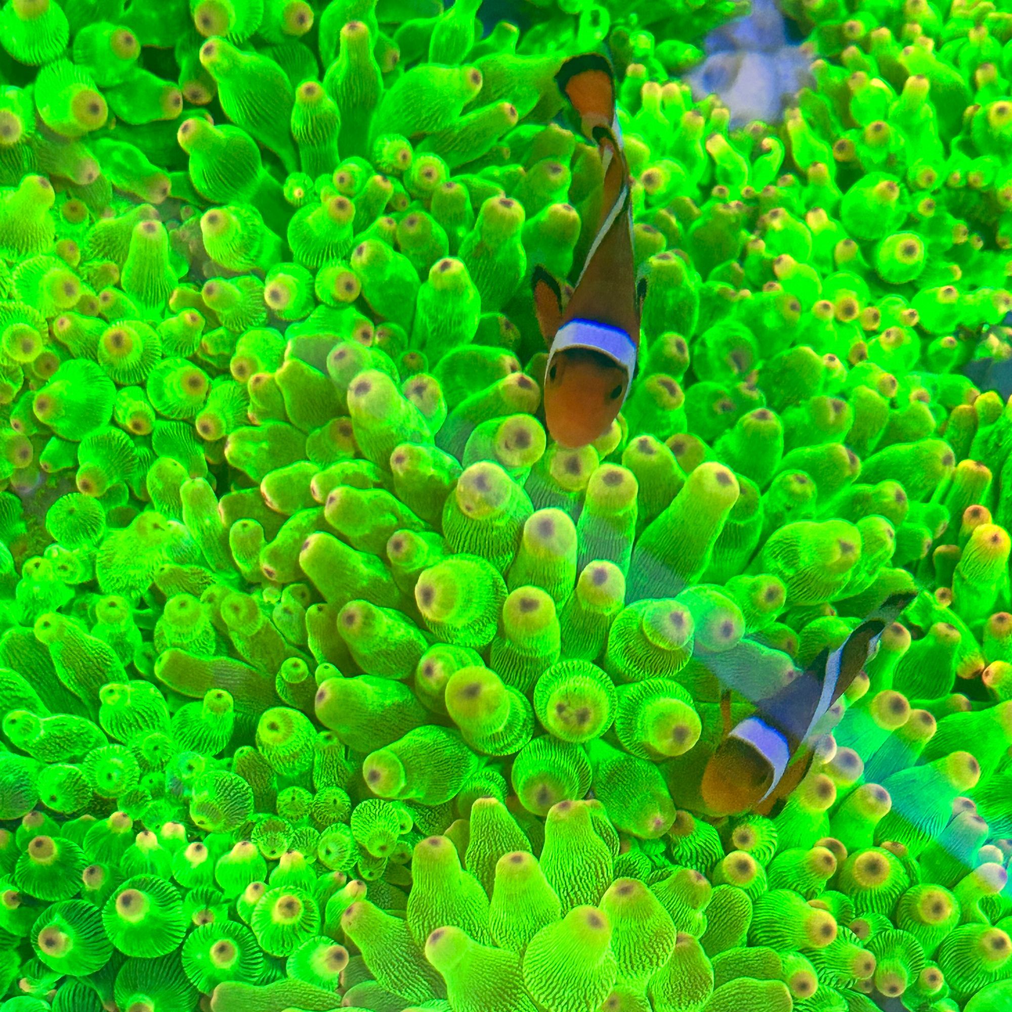 小丑鱼  小丑鱼 长须奎