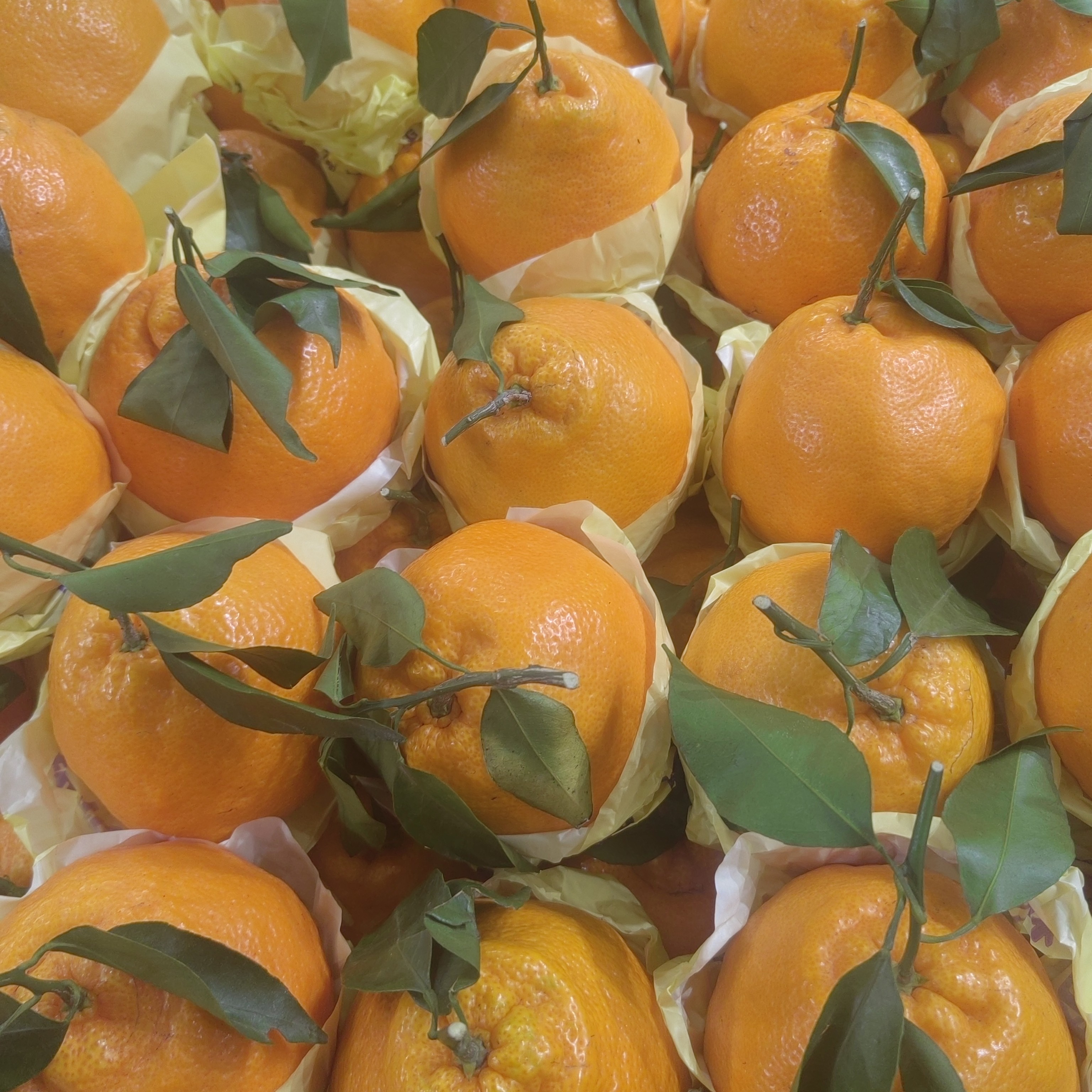 四川眉山耙耙柑