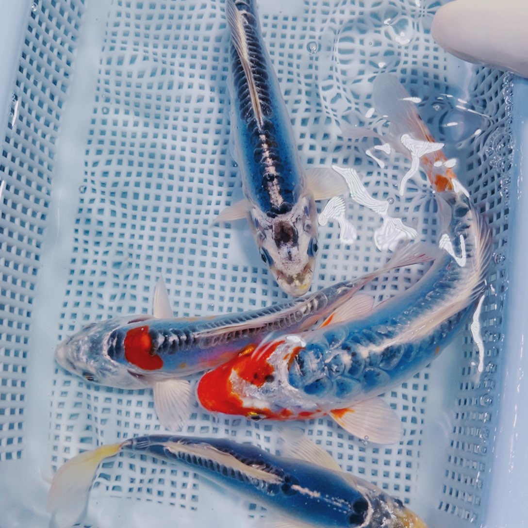 海水鱼锦鲤冷水119