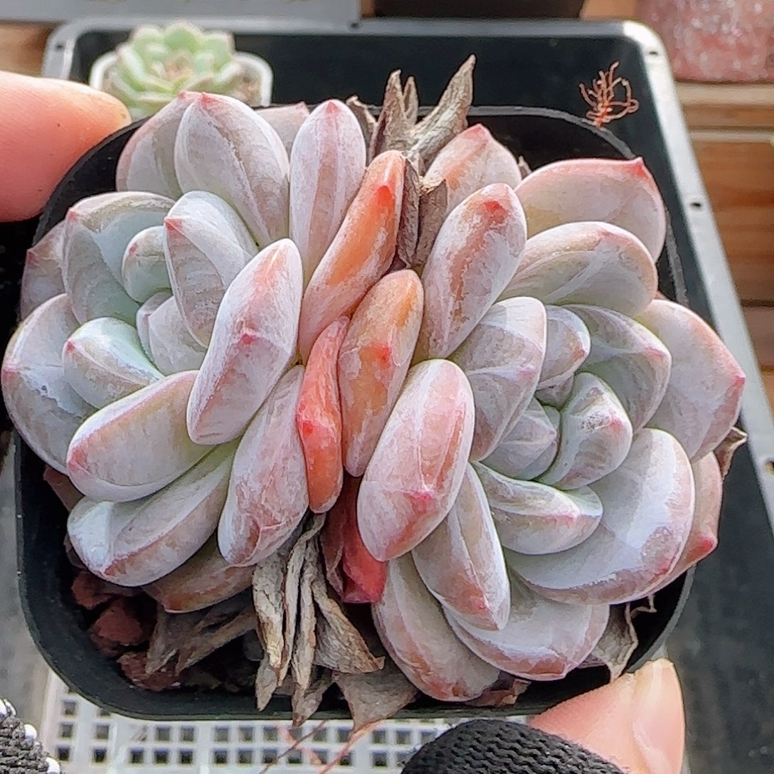 多肉0906-159石榴籽星影
