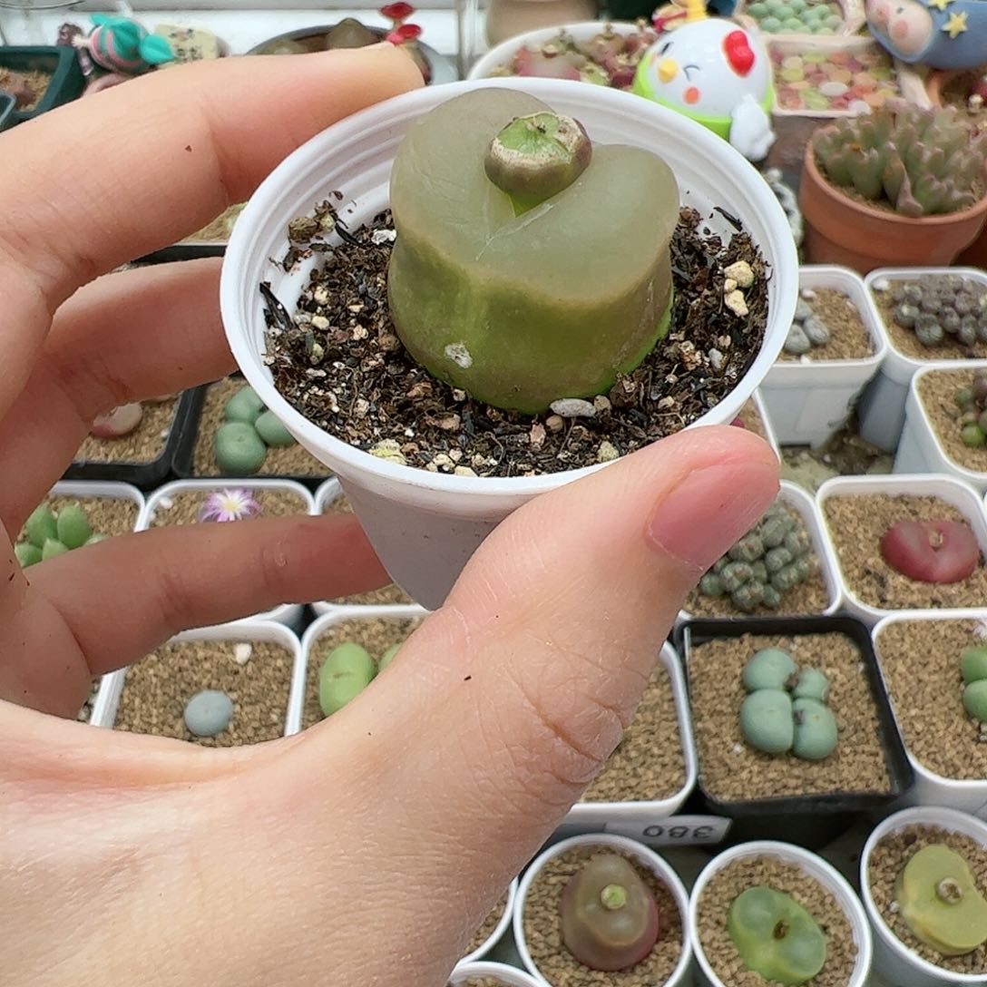 【闪购商品】9带盆福利