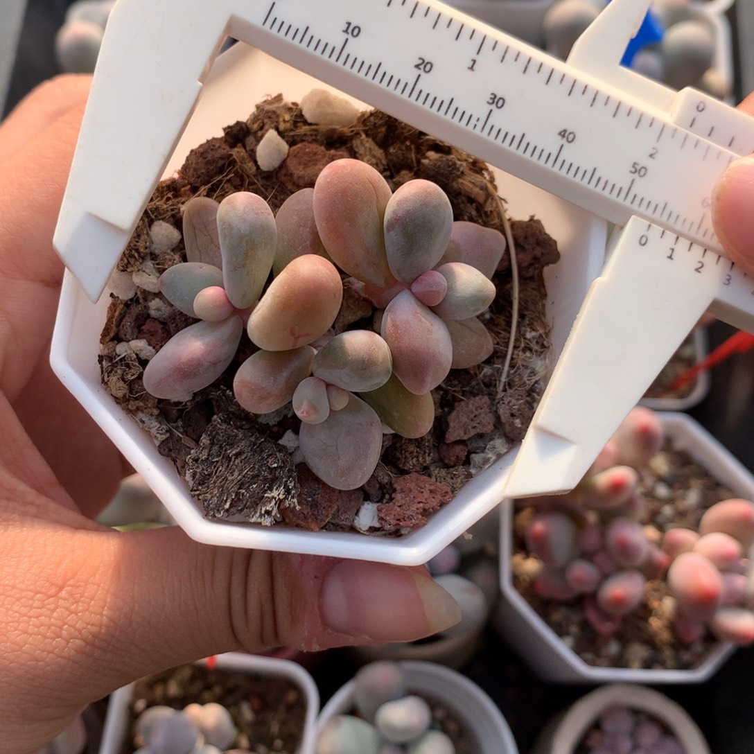 拉丝锦奶酪多肉植物