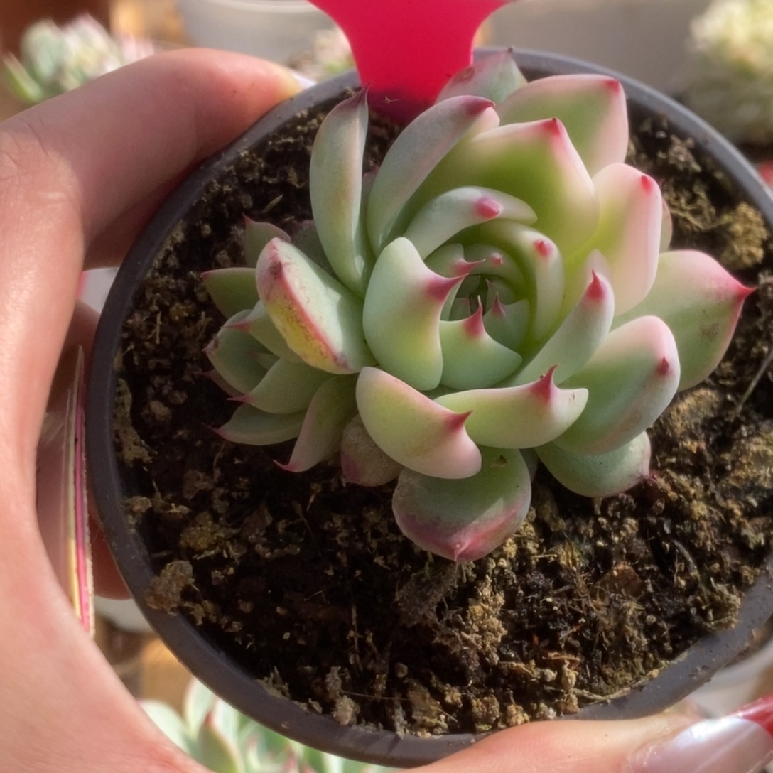 740吉娃娃锦锦锦锦锦