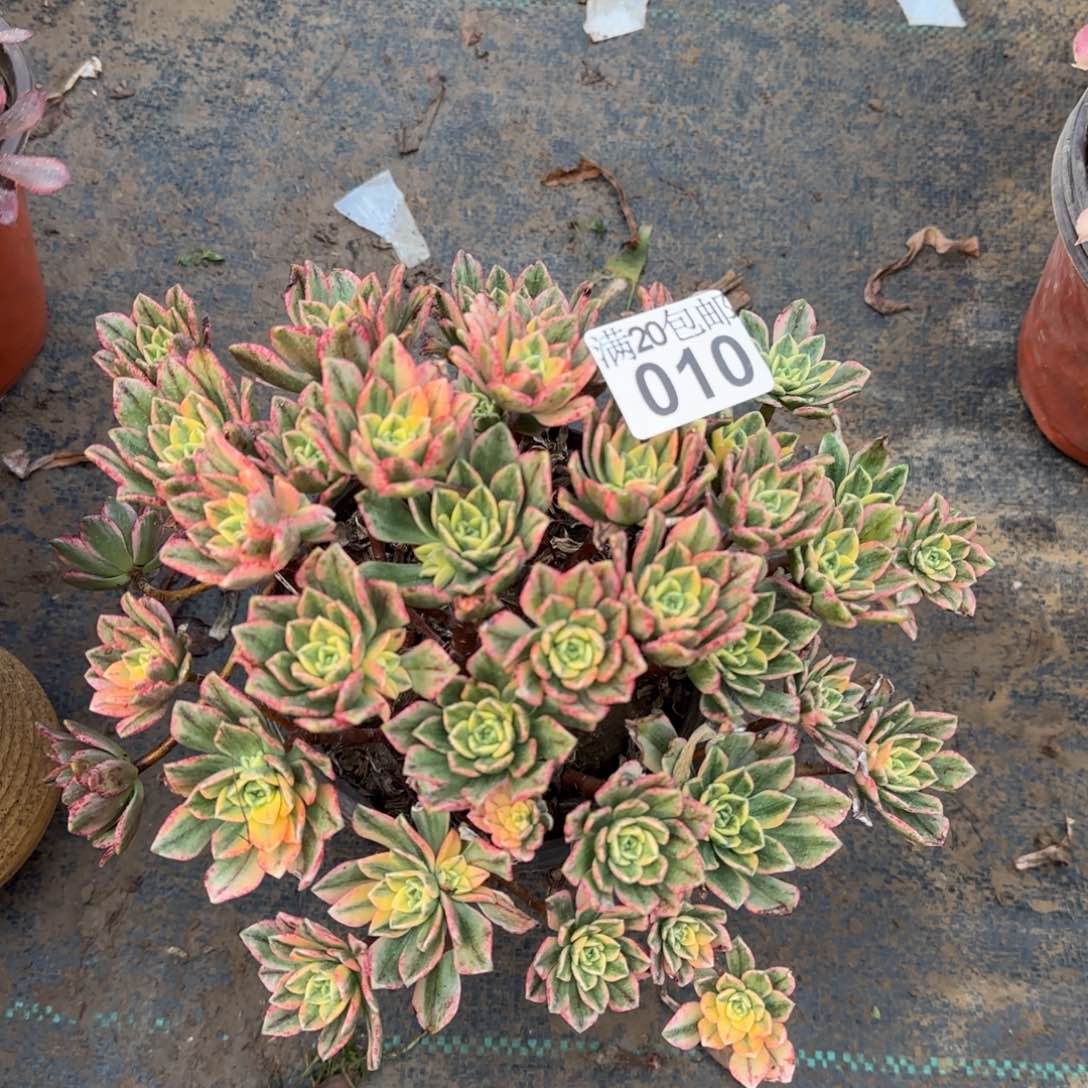 甜茶多肉010满20包邮断枝不包