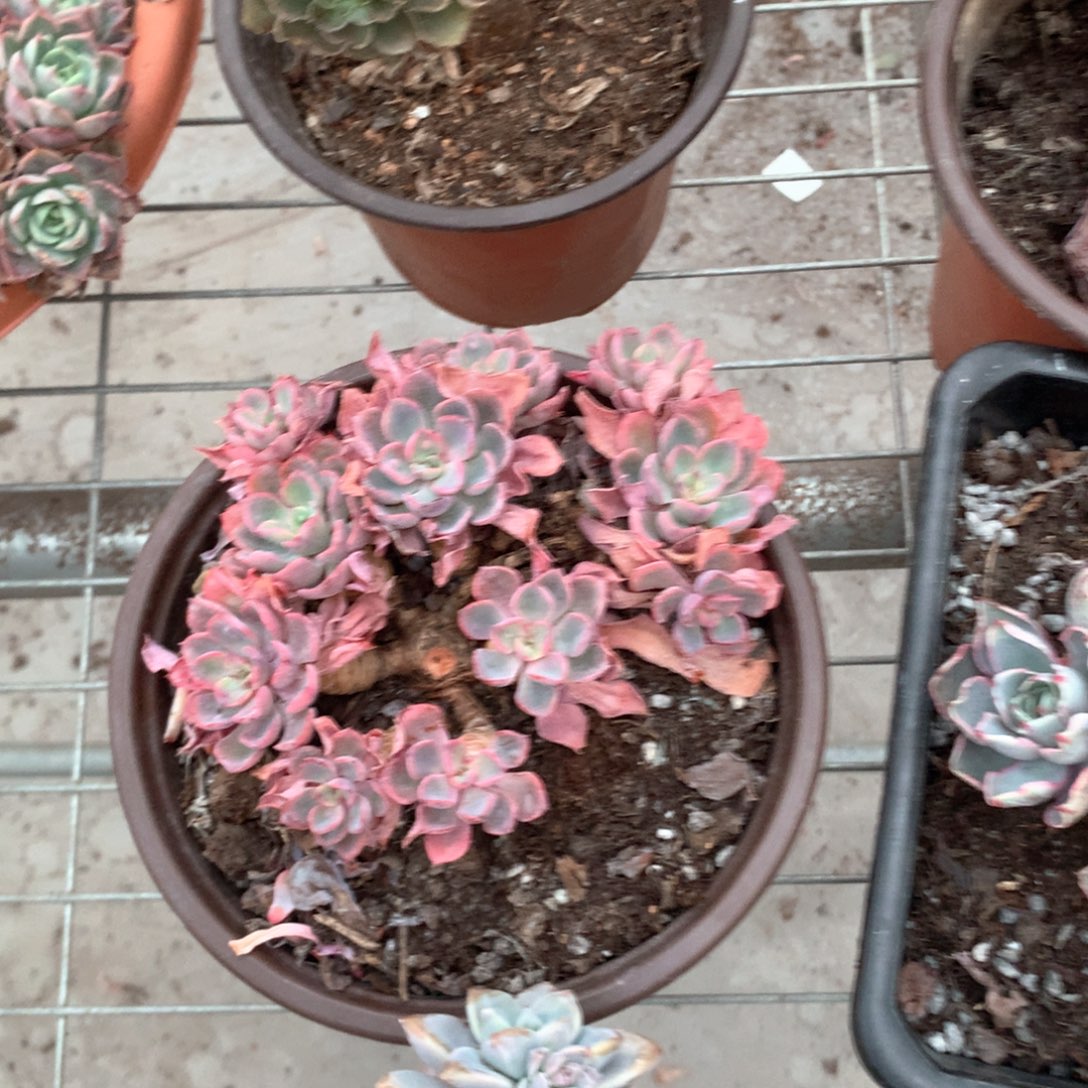 生****活雨滴多肉植物多头