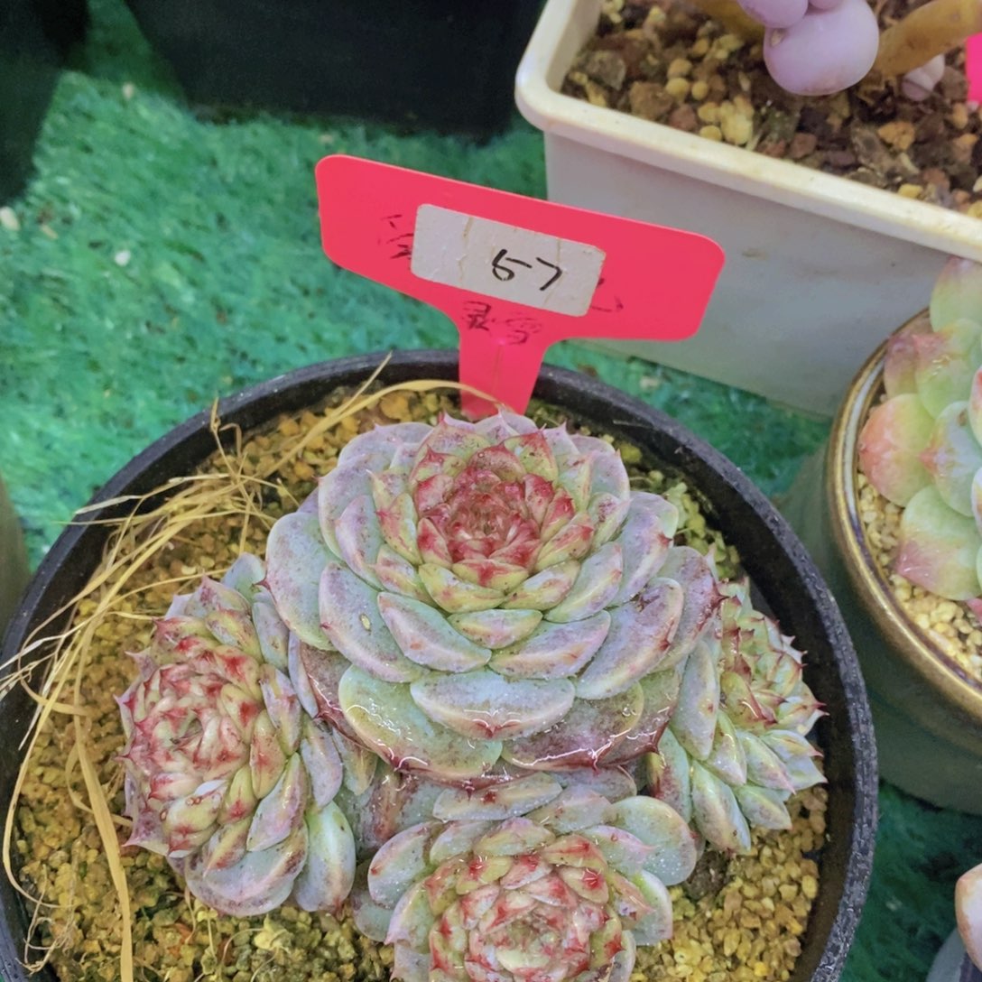 开心多肉，一物一拍，一单包邮，满5给1