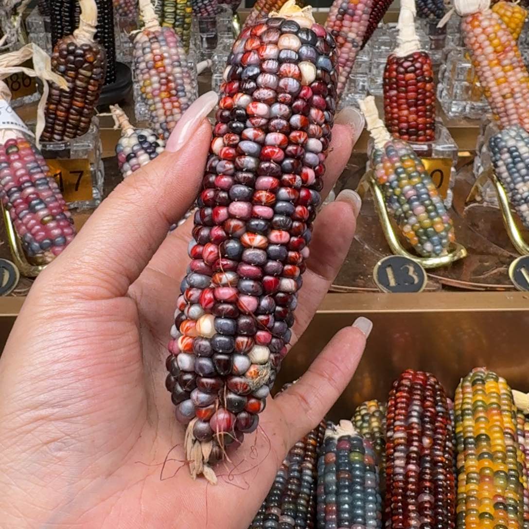 柏香籽/百香籽吊坠安*