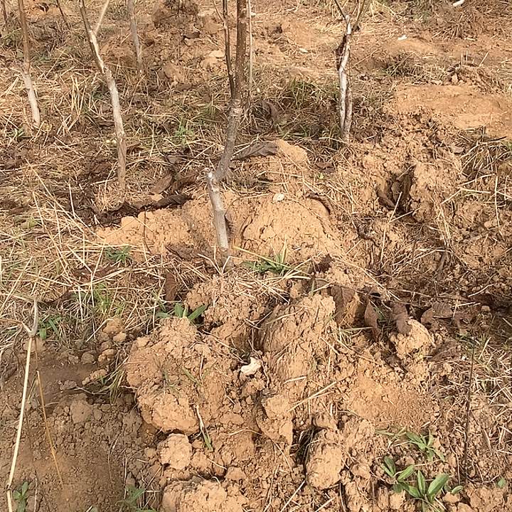 当前无花栽培后可以开花乖***乖白狮子核桃树苗苗绿植