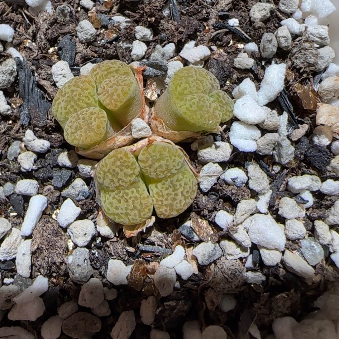 肉锥多肉植物百科-优选鸟哈尼1492