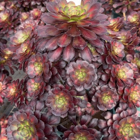 380晚霞35厘米左右