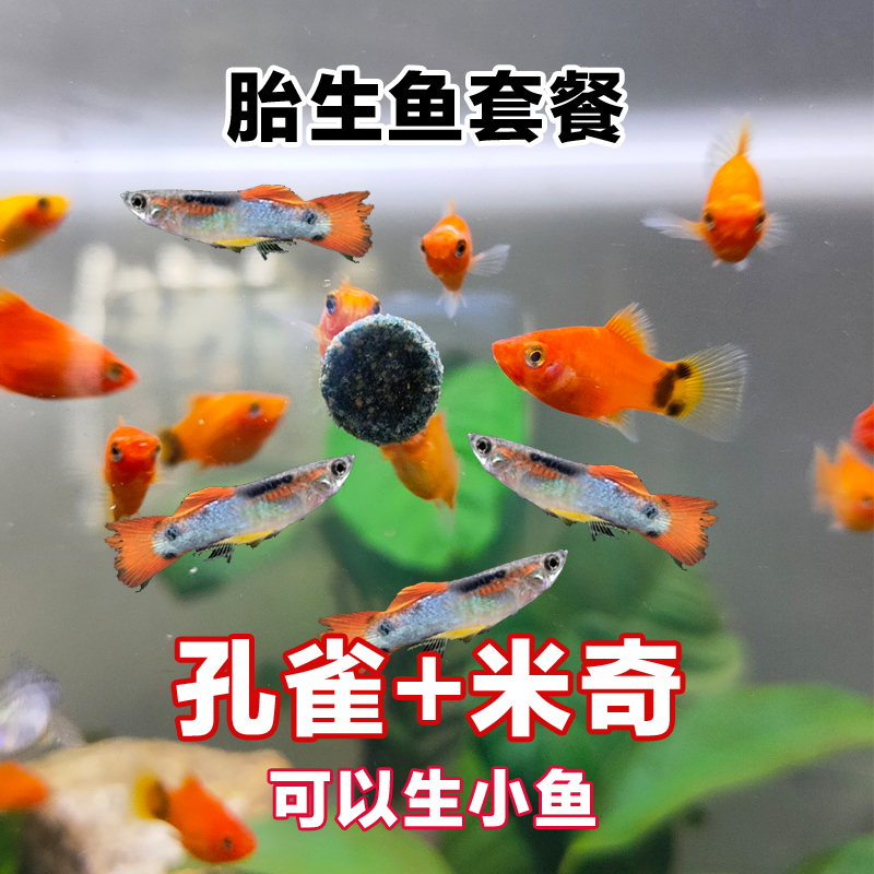 25条【孔雀+米奇】胎生鱼套餐红米奇杂袍孔雀淡水观赏鱼热带鱼繁殖