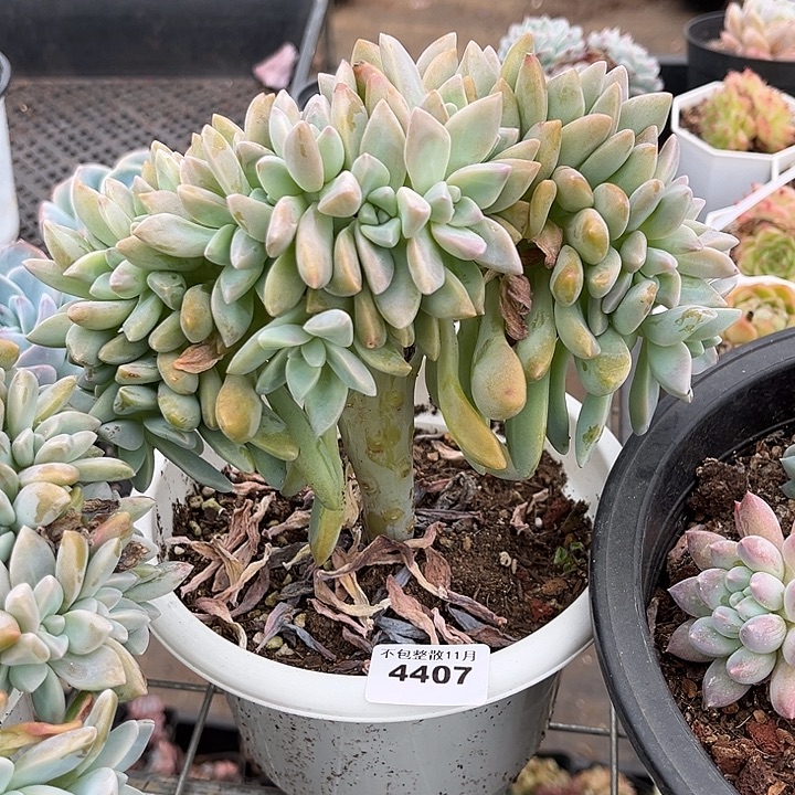 阿雅园艺。         4407淡雪缀