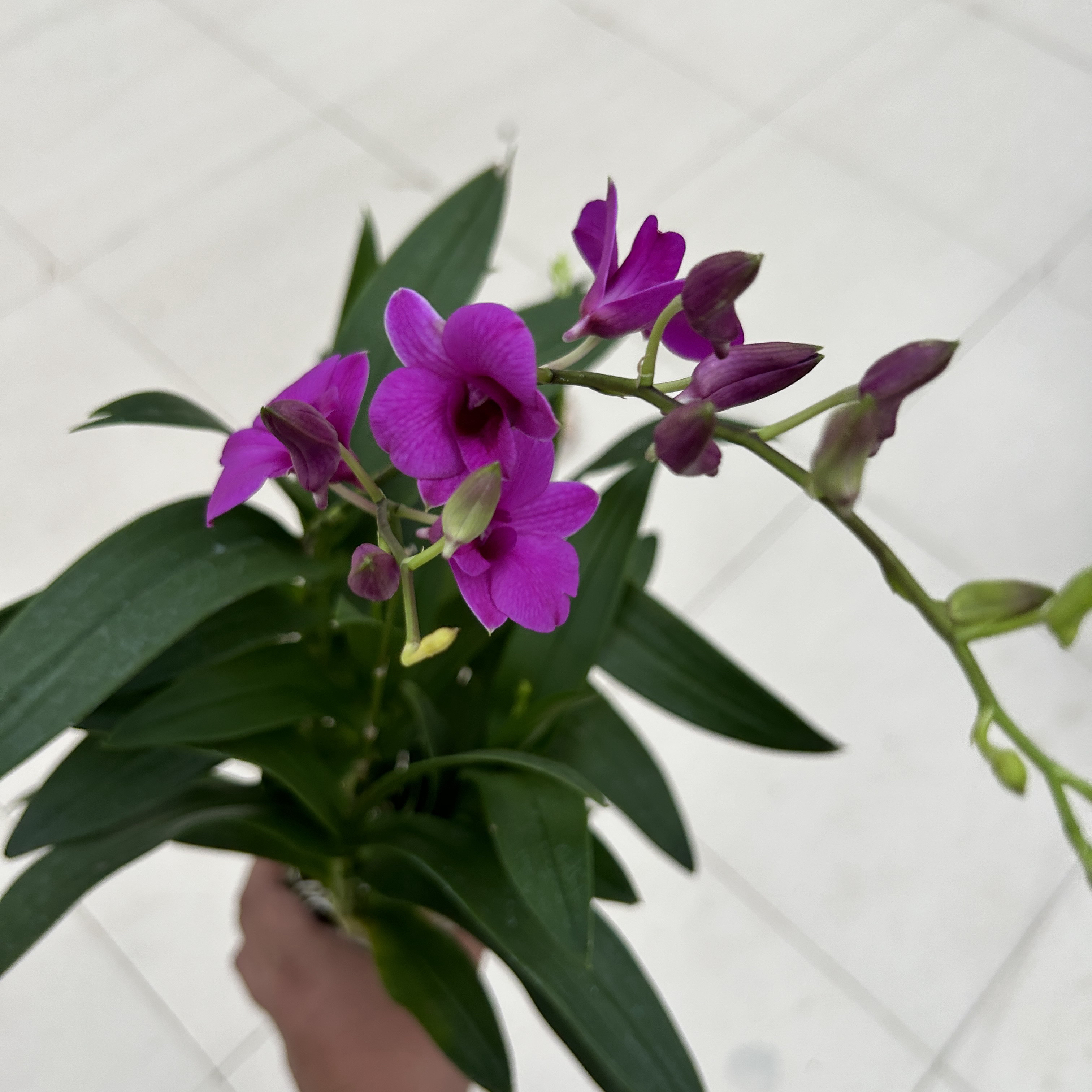 大颗石斛兰室内开花植物