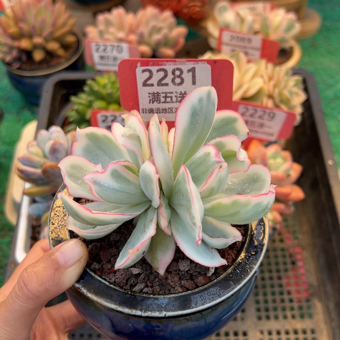 表妹精品精品多肉2281.