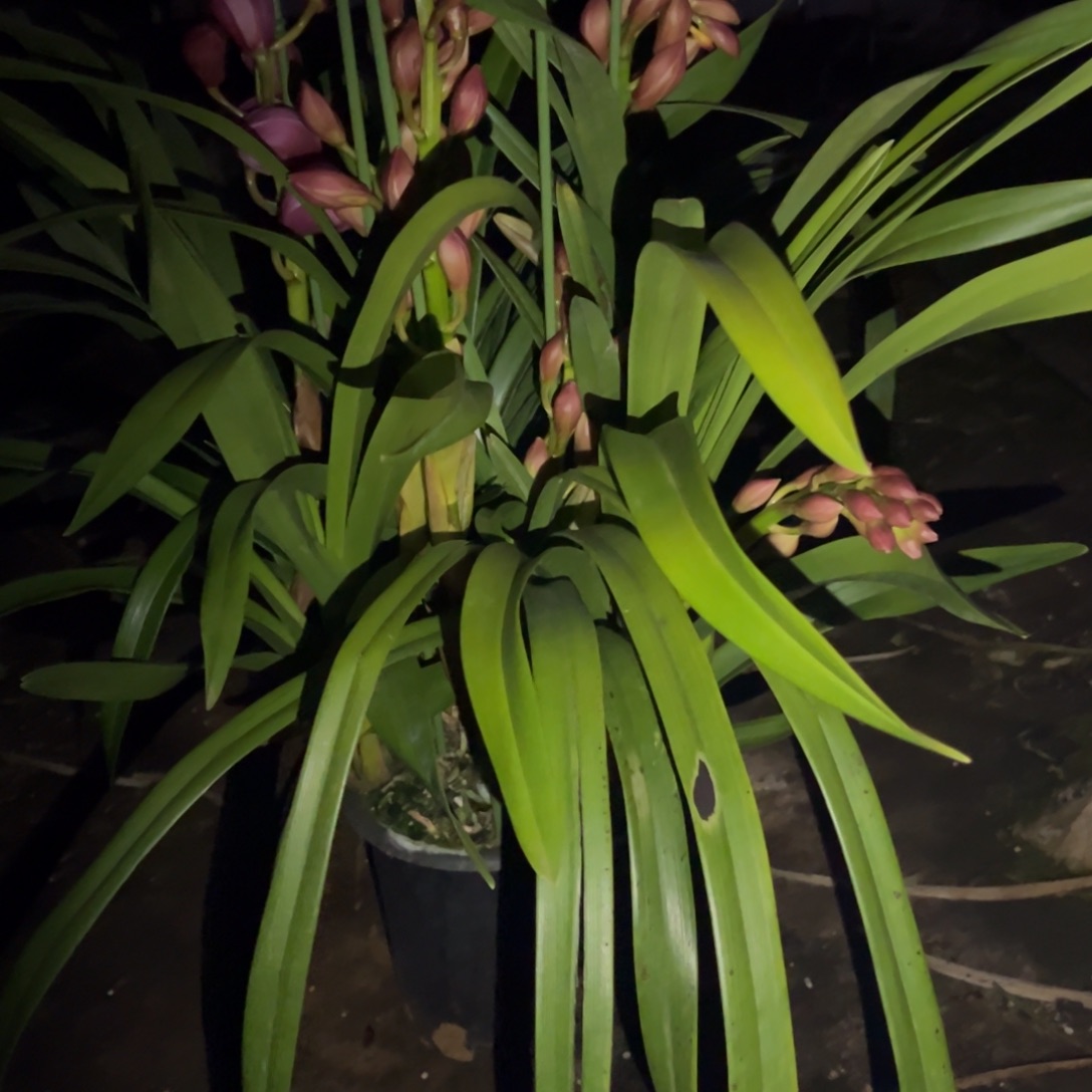 完全开放朝阳多只花