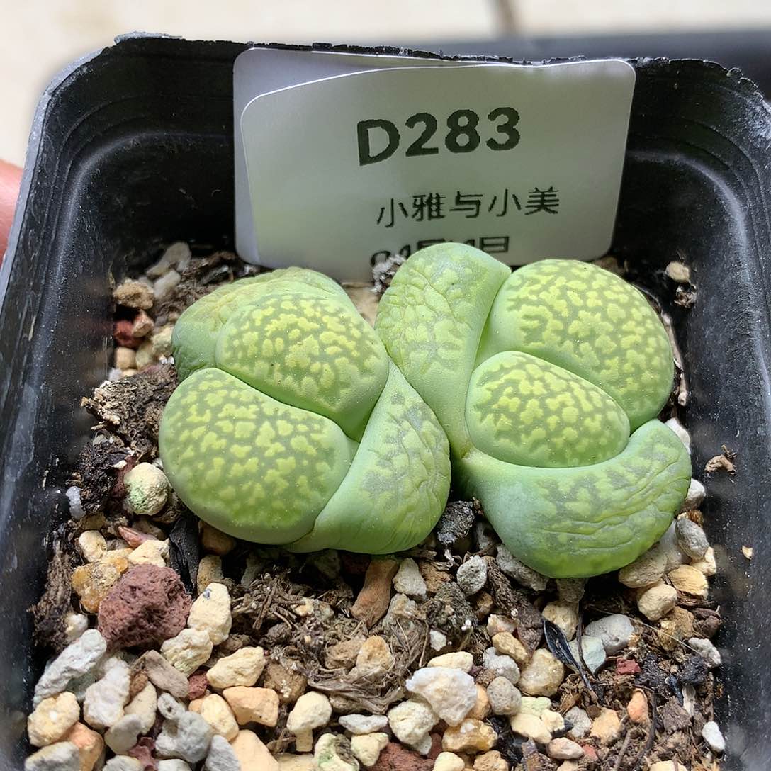 D283多肉植物保护