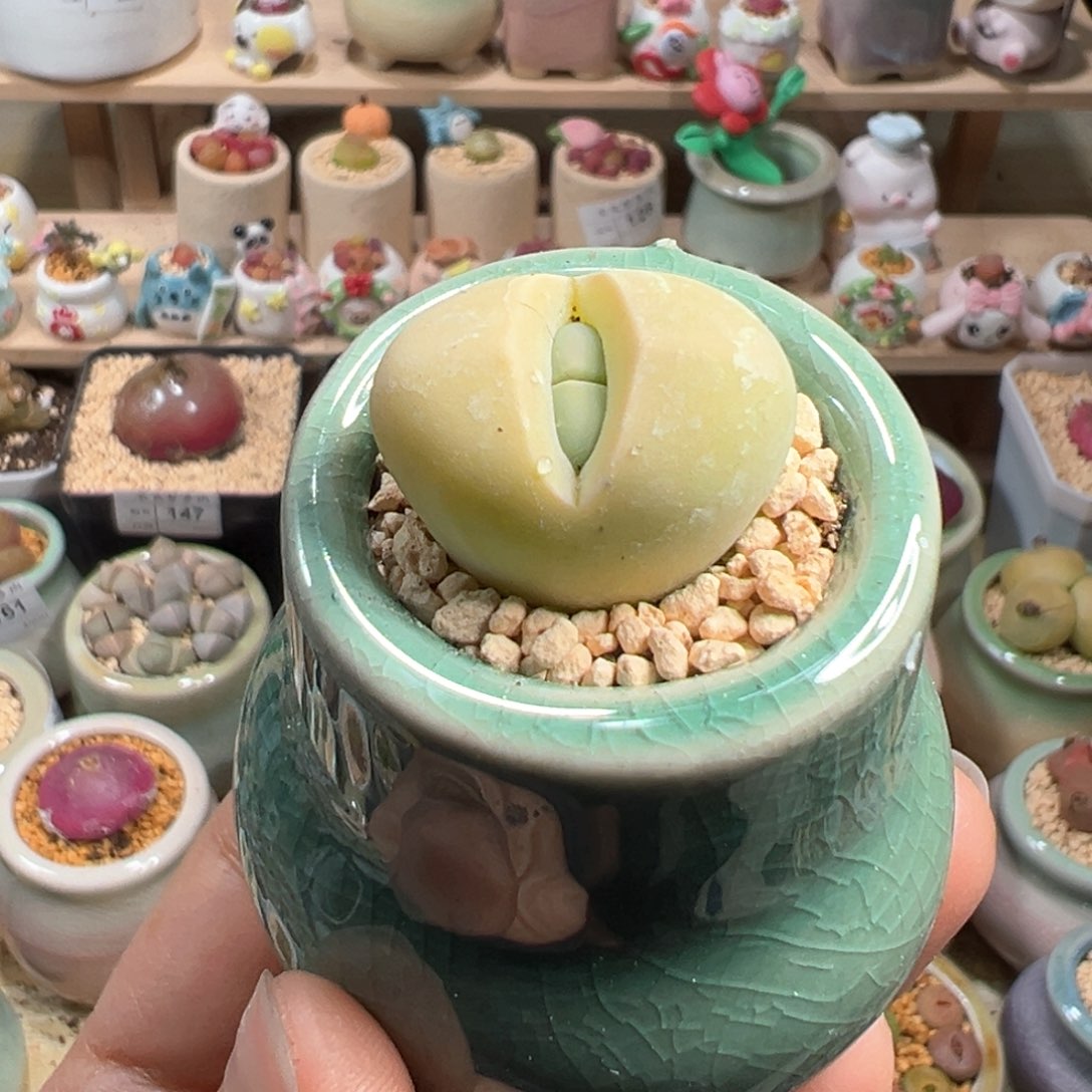 多肉植物169号春桃