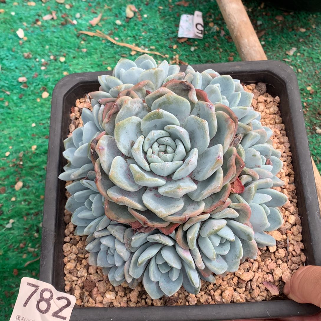 782冰玉手捧多肉植物