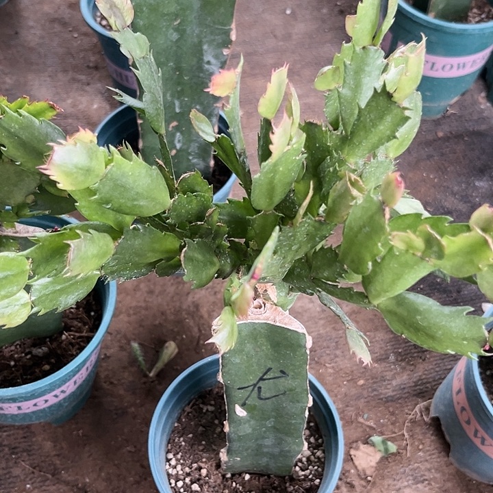 用***755号尤利迪，11111111