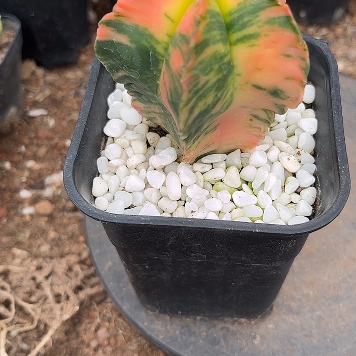 鸾风玉锅一个一一一一一一