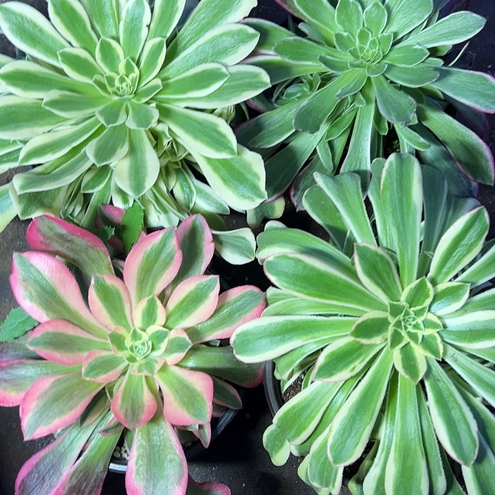 绿豆沙➕万彩灯➕女郎➕白蓝地