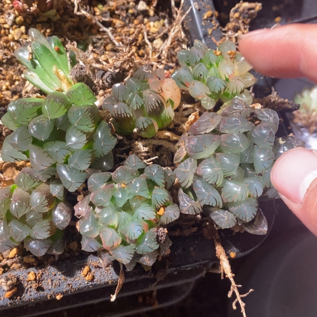 上****1748 六棵一起 新粉福利