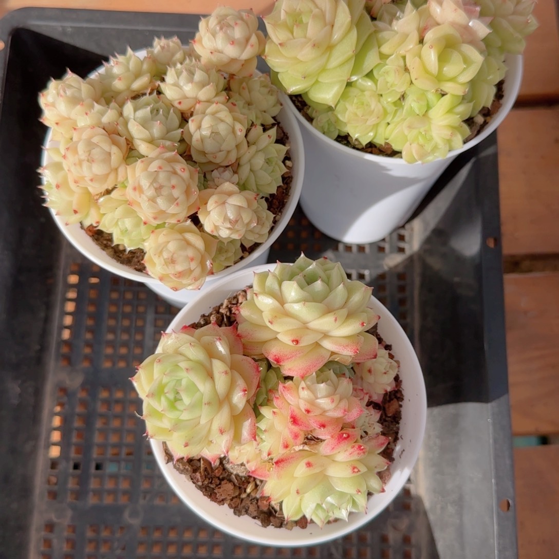 我***鱼花语多肉1231-254三个散，有个有点伤