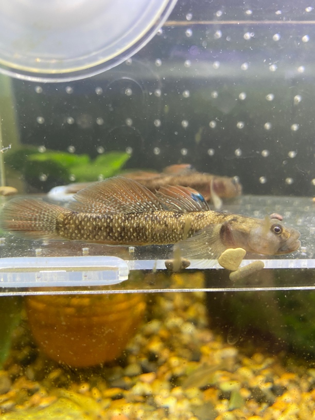 四川吻虾虎红色系川吻大尺寸虾虎鱼四川特有原生冷水鱼凶猛互动