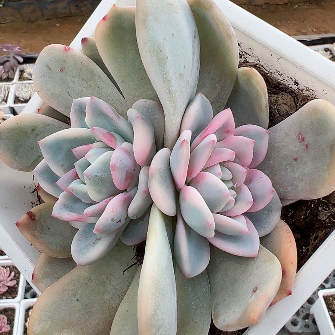 橙梦露锦底座，双覆轮锦头