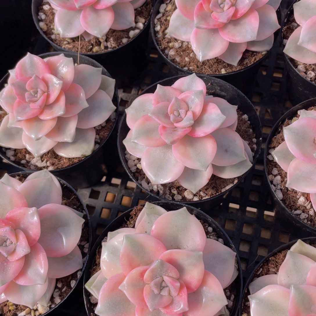 量拍138号 紫乐锦单头一个