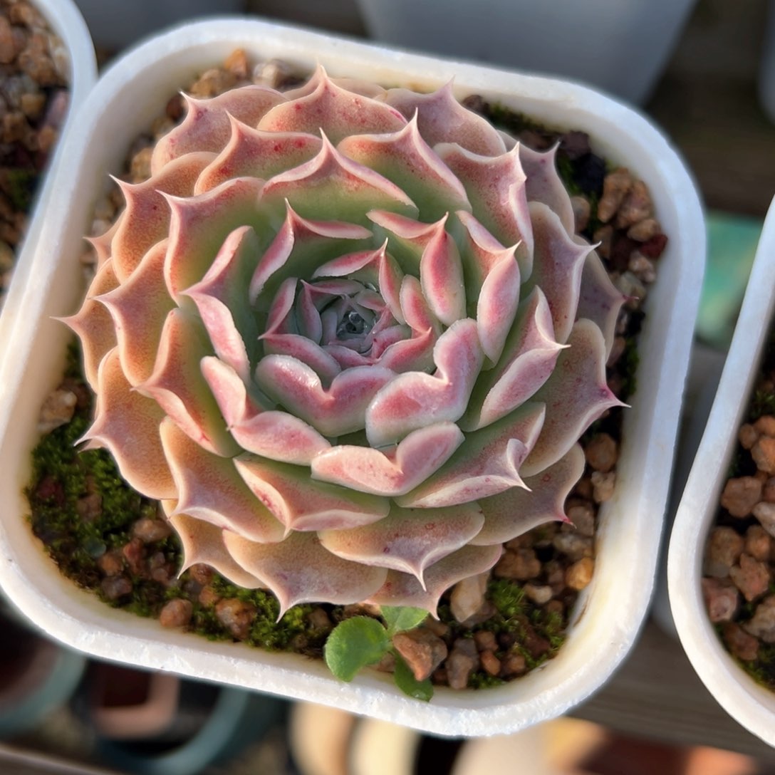 小红娜（满38包邮）多肉