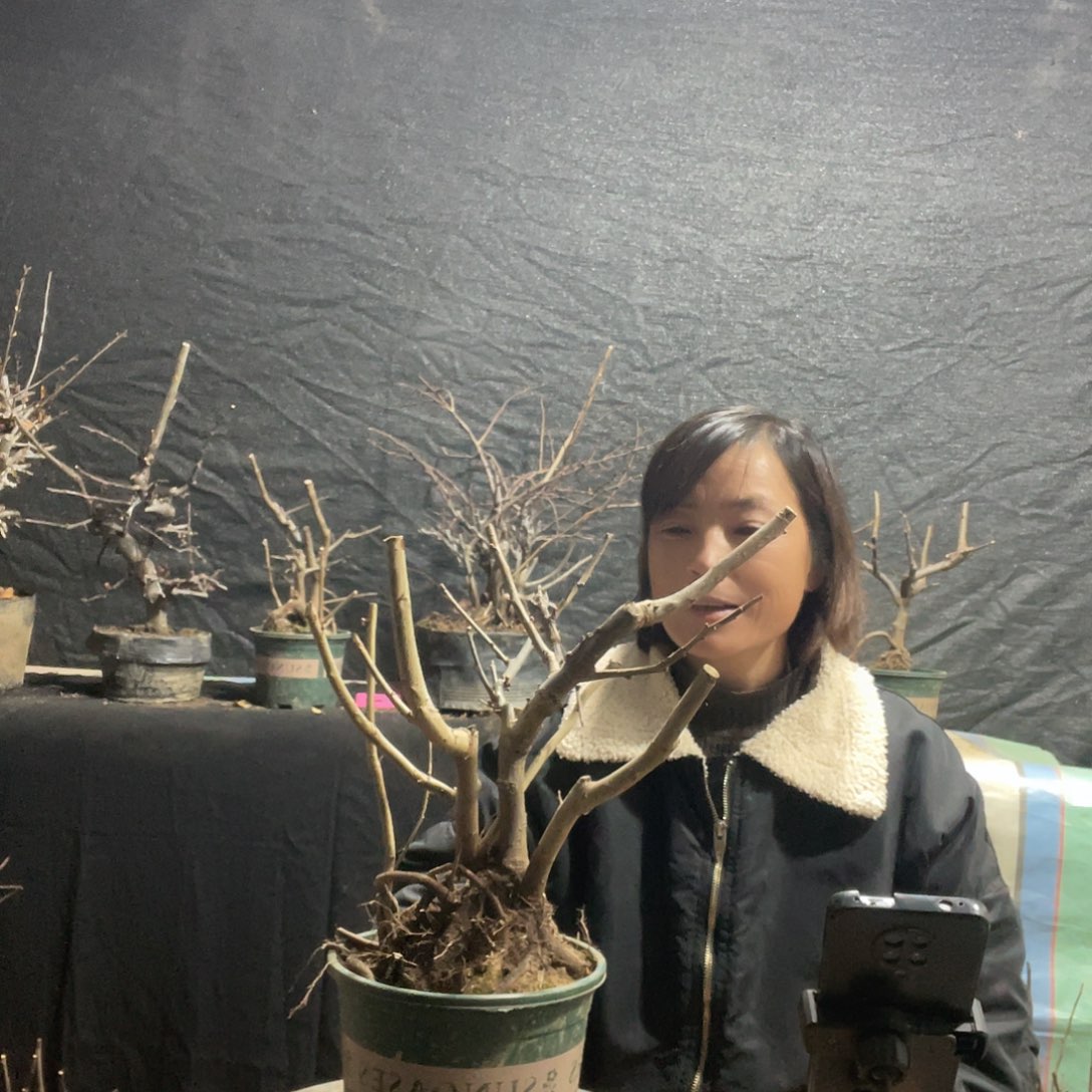 完全开放东阳锦海棠