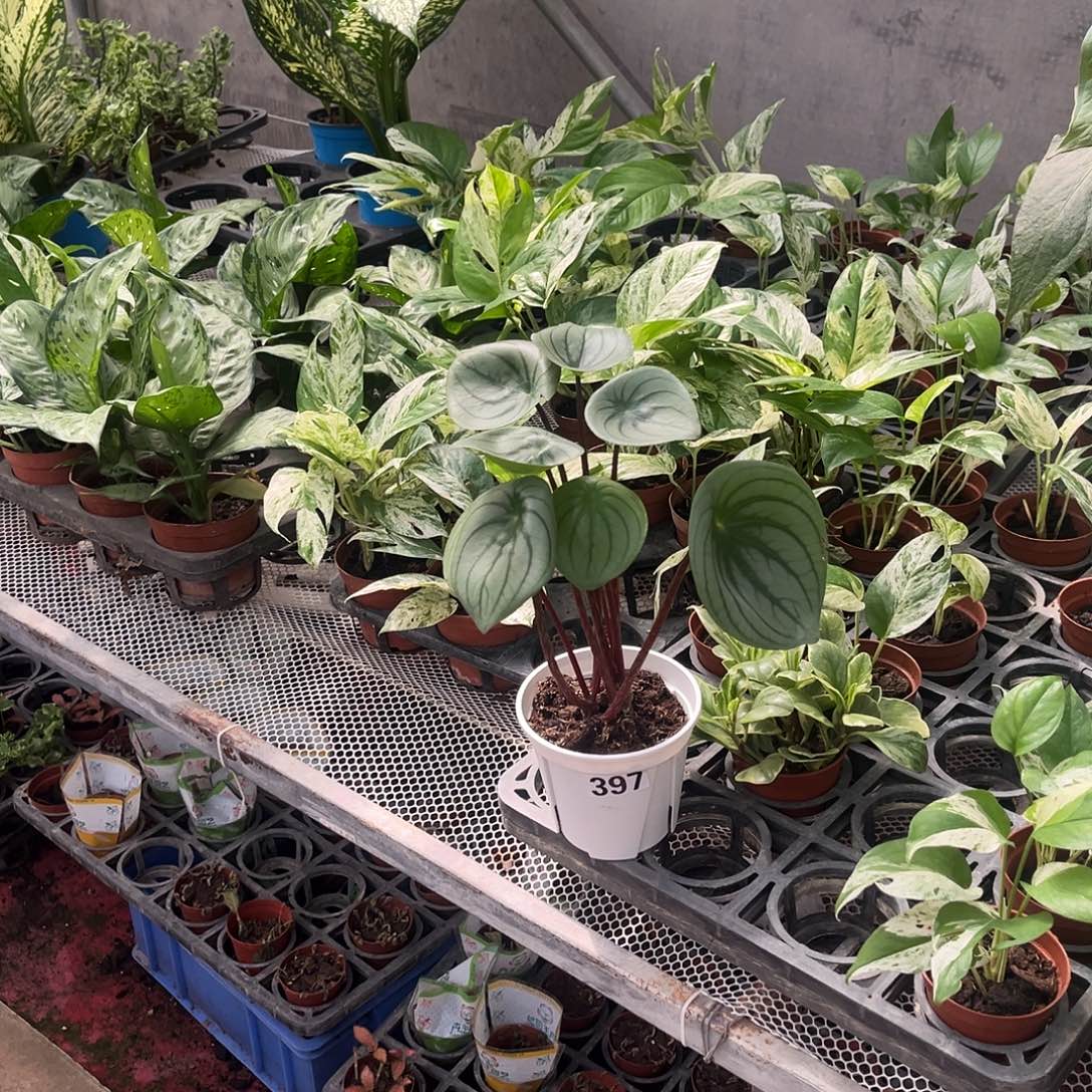 完全开放397 麒麟瓜