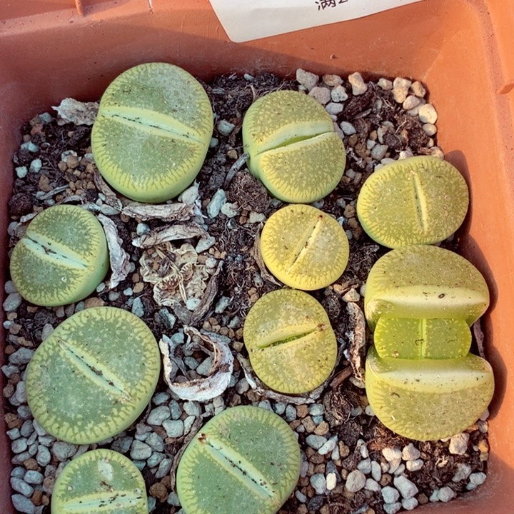 我的小姐姐们都是744