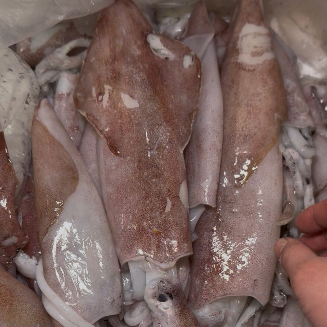 汕尾甲子港本港海鱼专用链接  鱿鱼