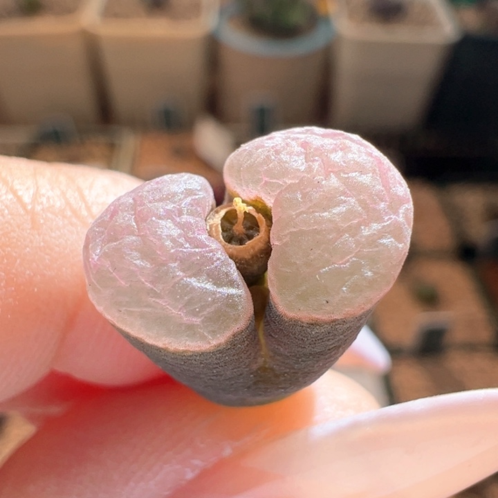 341。 歪根福利磁铁子。