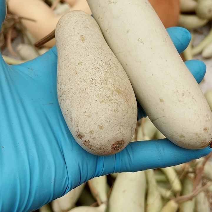 酒***子有机玻璃直播间里的拍品链接