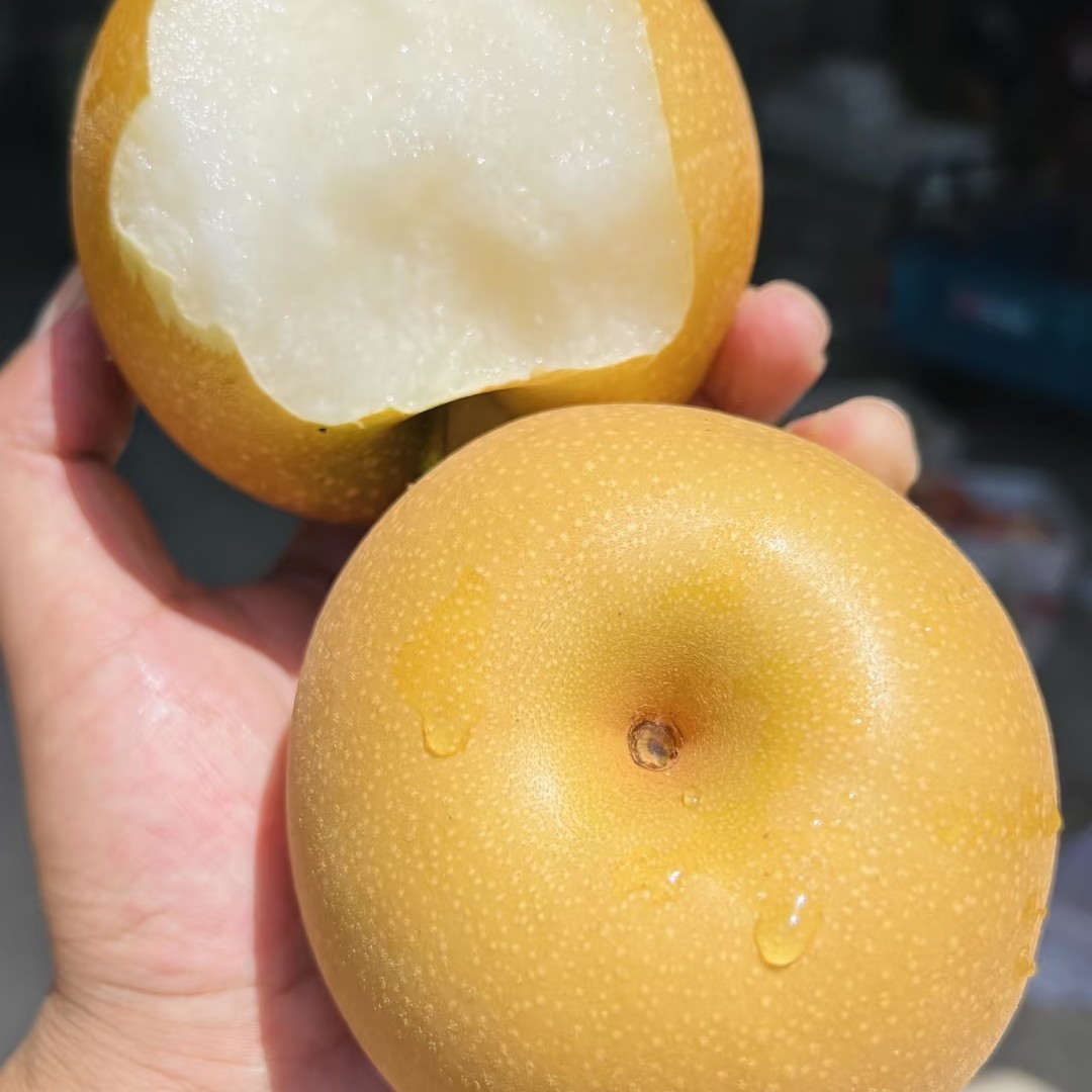 山东莱阳秋月梨2斤左右