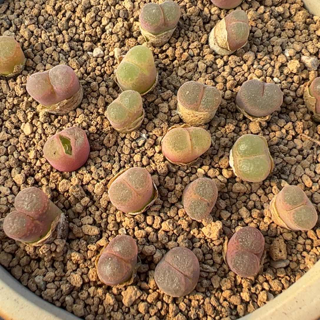 23-127量拍熊猫风铃5颗。1792.9