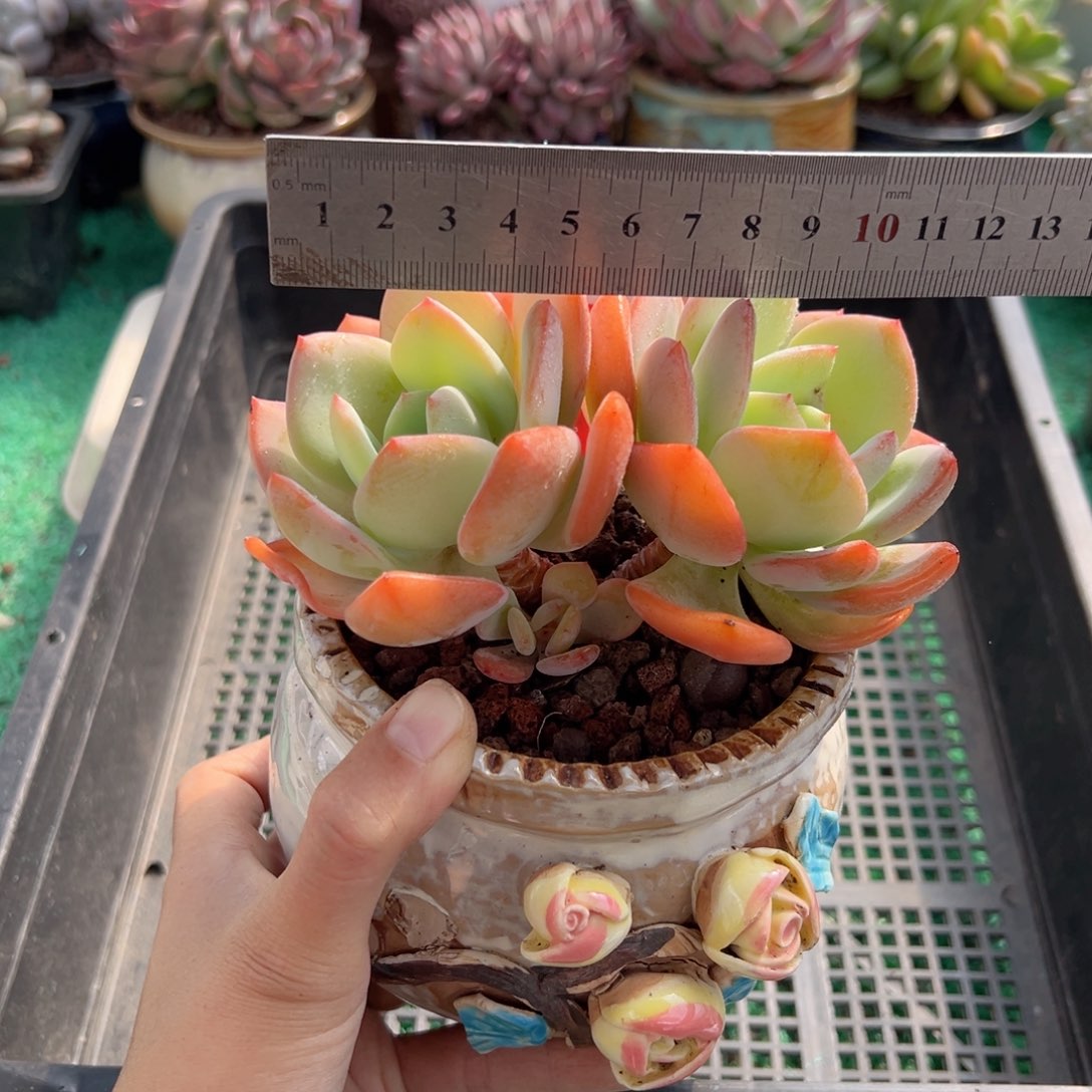 表妹精品多肉植物010.